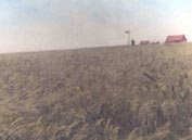 A Kansas slopped wheat field, with a barn, house, and windmill in the background.